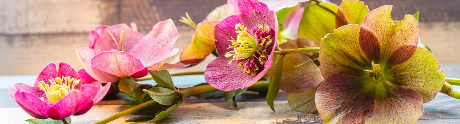 Hellebores Banner