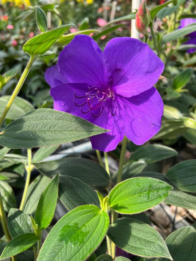 Princess Flower (Tibouchina urvilleana ‘Edwardsii’)