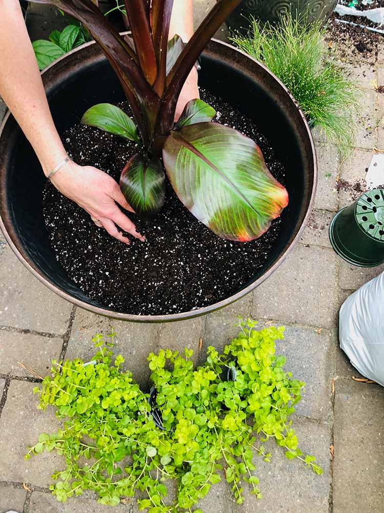 Adding plants to a large planter