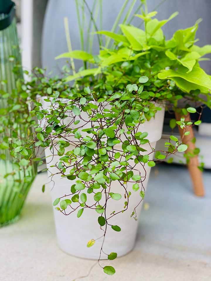 Creeping Wire Vine