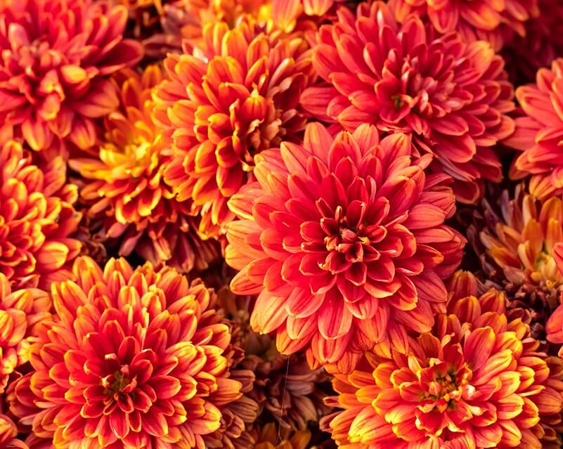 Orange chrysanthemum flowers for autumn.