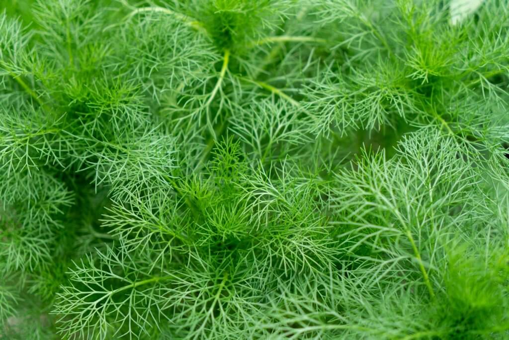 Dill plant, dill herb