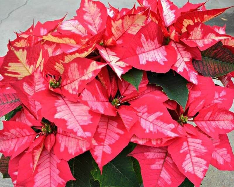 poinsettias bunch