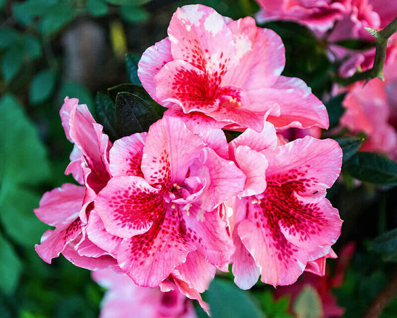 pink azaleas