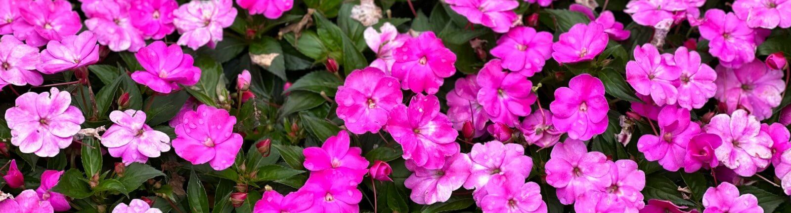pink petunias