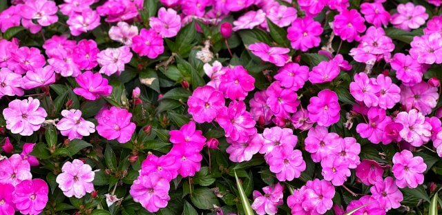 pink petunias